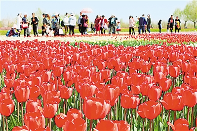     紅色——銀川花博園里盛開的郁金香紅似火焰。寧夏把良好生態(tài)環(huán)境作為最普惠的民生福祉，還百姓綠水青山，不斷滿足人民日益增長(zhǎng)的優(yōu)美生態(tài)環(huán)境需要。                 本報(bào)記者 馬楠 攝